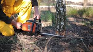 Best Grass Overseeding  in Piney Mountain, VA