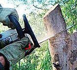 How Our Tree Care Process Works  in  Piney Mountain, VA