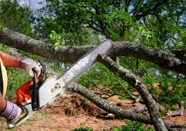 Best Emergency Tree Removal  in Piney Mountain, VA