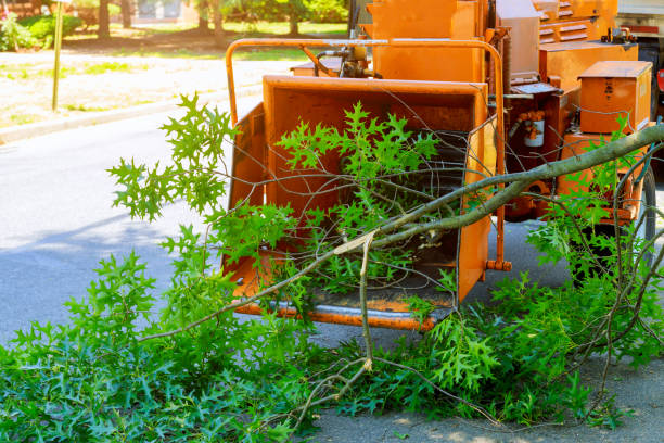 Best Lawn Drainage Solutions  in Piney Mountain, VA