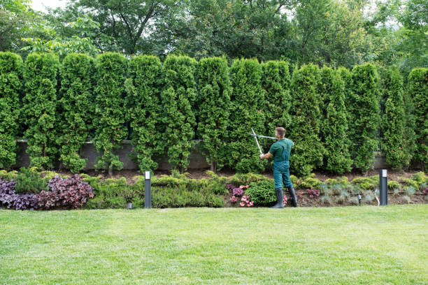 Best Aeration Services  in Piney Mountain, VA