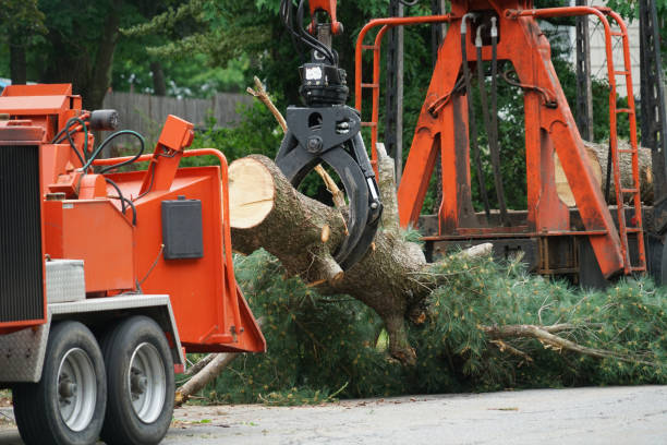 Best Pest Control for Lawns  in Piney Mountain, VA