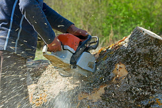 Best Tree Trimming and Pruning  in Piney Mountain, VA