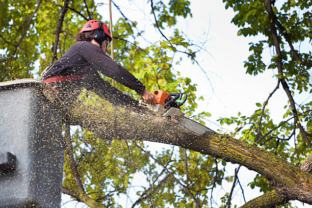 Best Commercial Tree Services  in Piney Mountain, VA