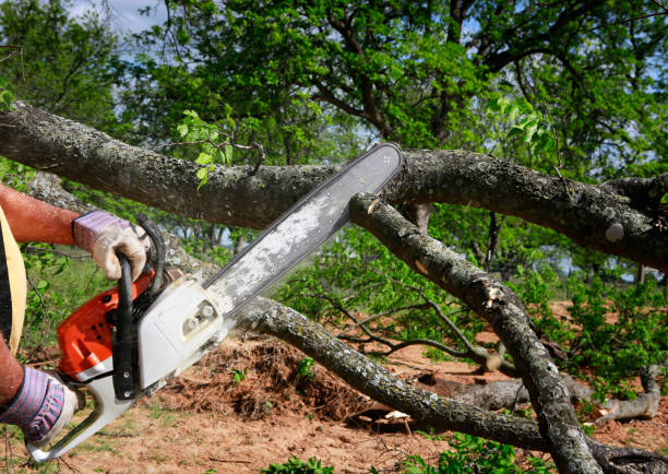 Professional Tree Services in Piney Mountain, VA