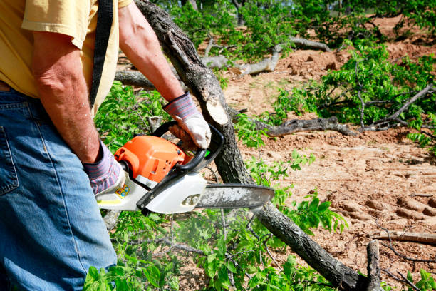 Best Palm Tree Trimming  in Piney Mountain, VA